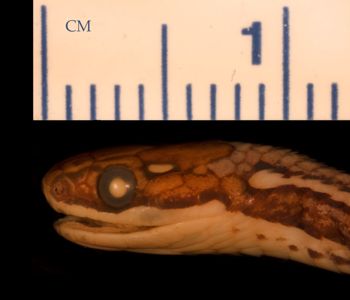 Media type: image;   Herpetology R-19345